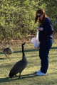 amy-goose-03