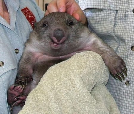 450_happywombat