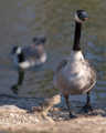 geese-contest-2
