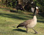 geese-02