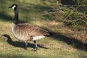 goose-04