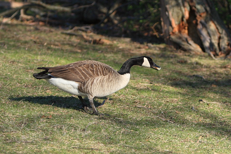 goose-08