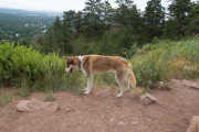 20190708, Sanitas Valley with Steve and Amy. This is Zion, one of Steve's huskies.