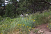 20190708, Sanitas Valley with Steve and Amy. This is Zeus, one of Steve's huskies.