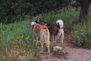 20190708, Zion and Zeus in Sanitas Valley.