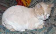 shaved-cat