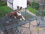 quigley-on-table-01
