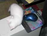 cat-and-mouse-2