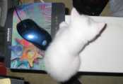 cat-and-mouse