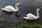 swans-01