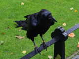 tower-of-london-raven