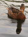 duck-reflection
