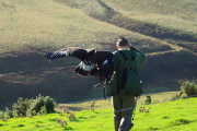 chris-golden-eagle-01