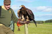 chris-golden-eagle-04