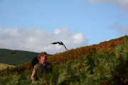 dave-bird