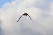 harris-hawk-flying