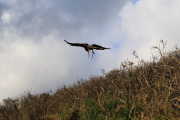 harris-hawk-in-flight