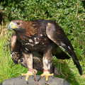 golden-eagle-02