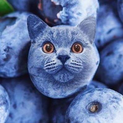 blue
cat
